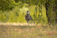 20200712-20200712_0288-scaled