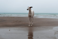 Galgo am Meer
